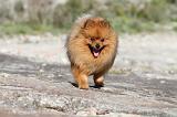 SPITZ ALLEMAND 155